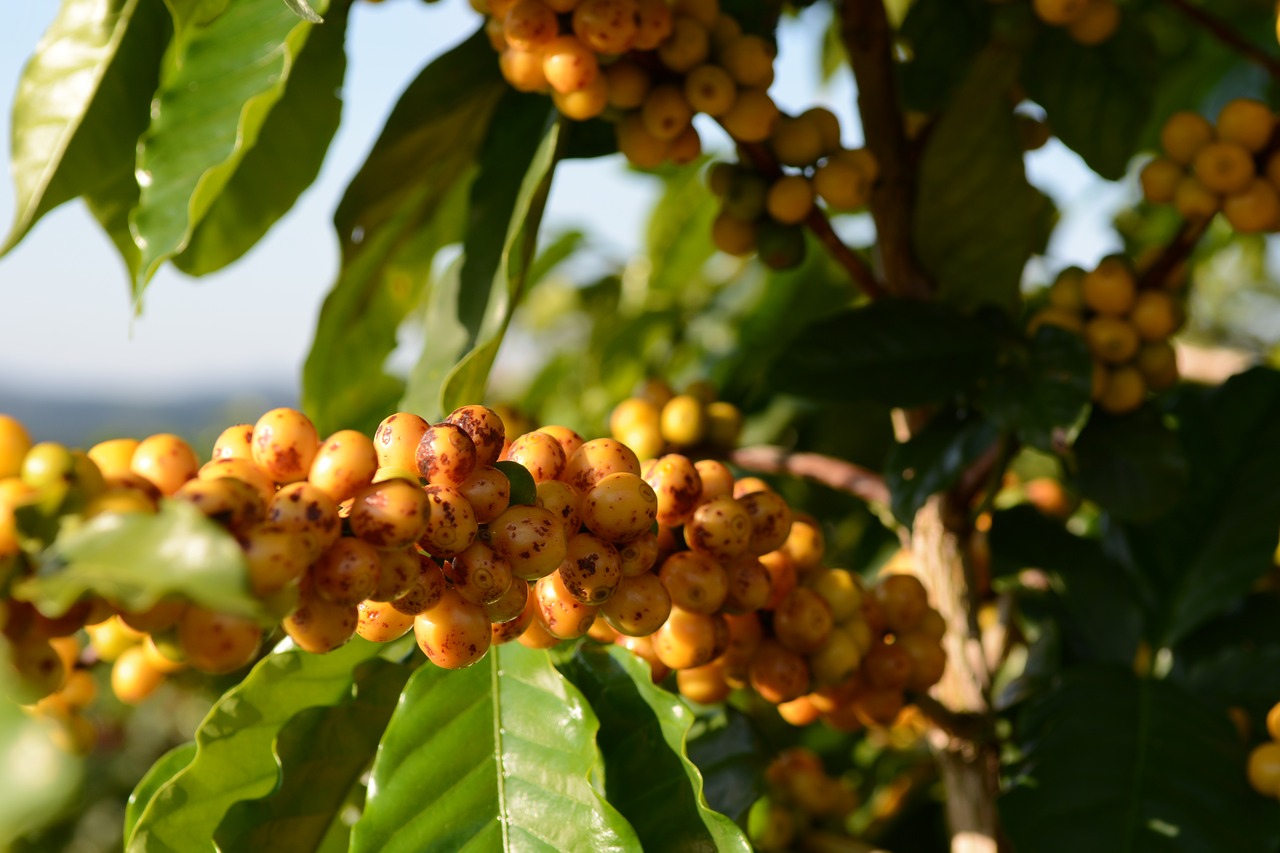 Image - coffee wood yellow bean growing