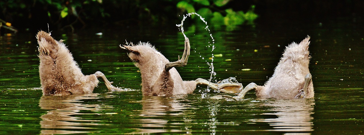 Image - swans young animals diving