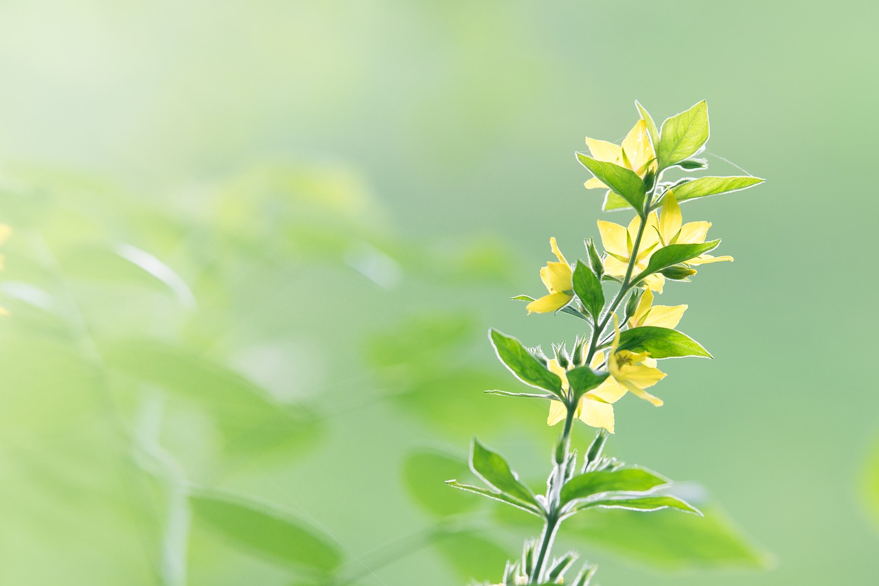 Image - flower background gentle blossom