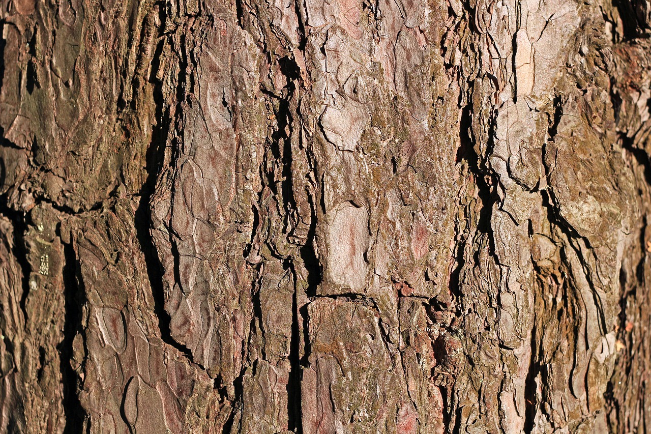 Image - bark pine tree texture background