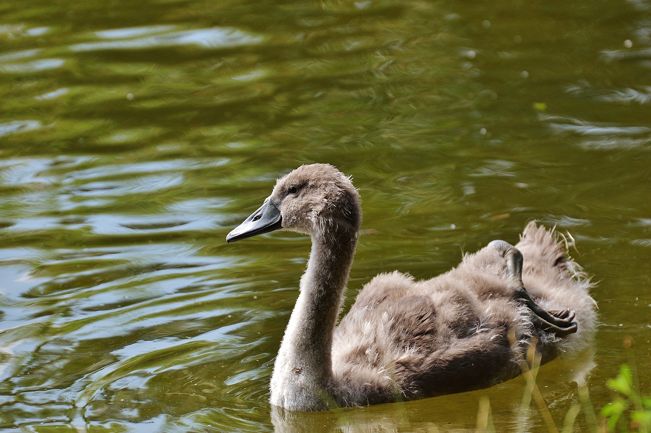 Image - swan young animal bird waters