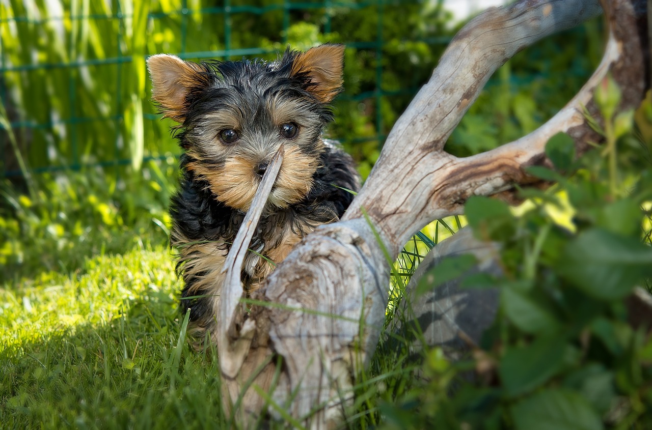 Image - dog puppy yorkshire terrier