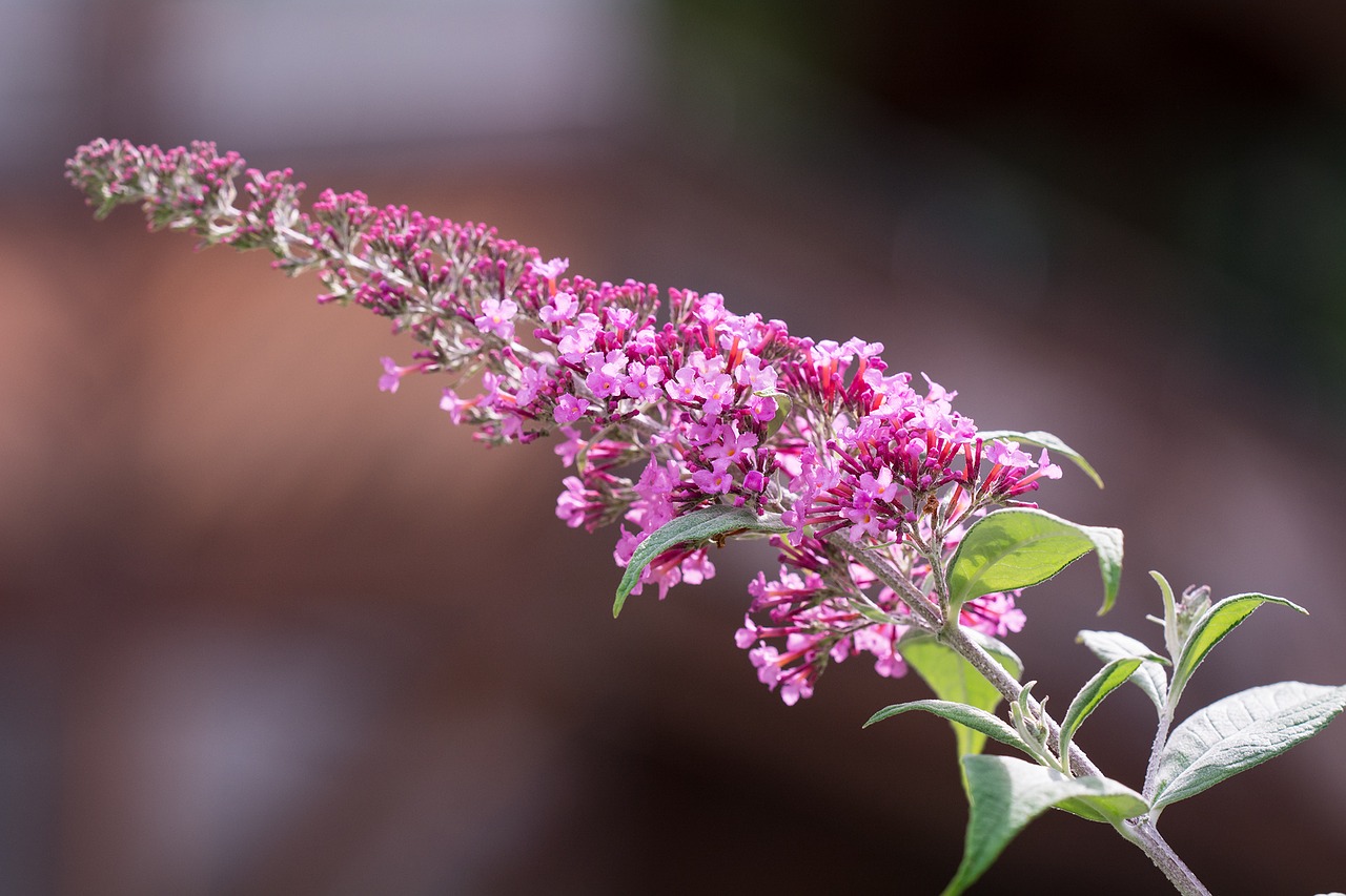 Image - lilac summer lilac butterfly bush