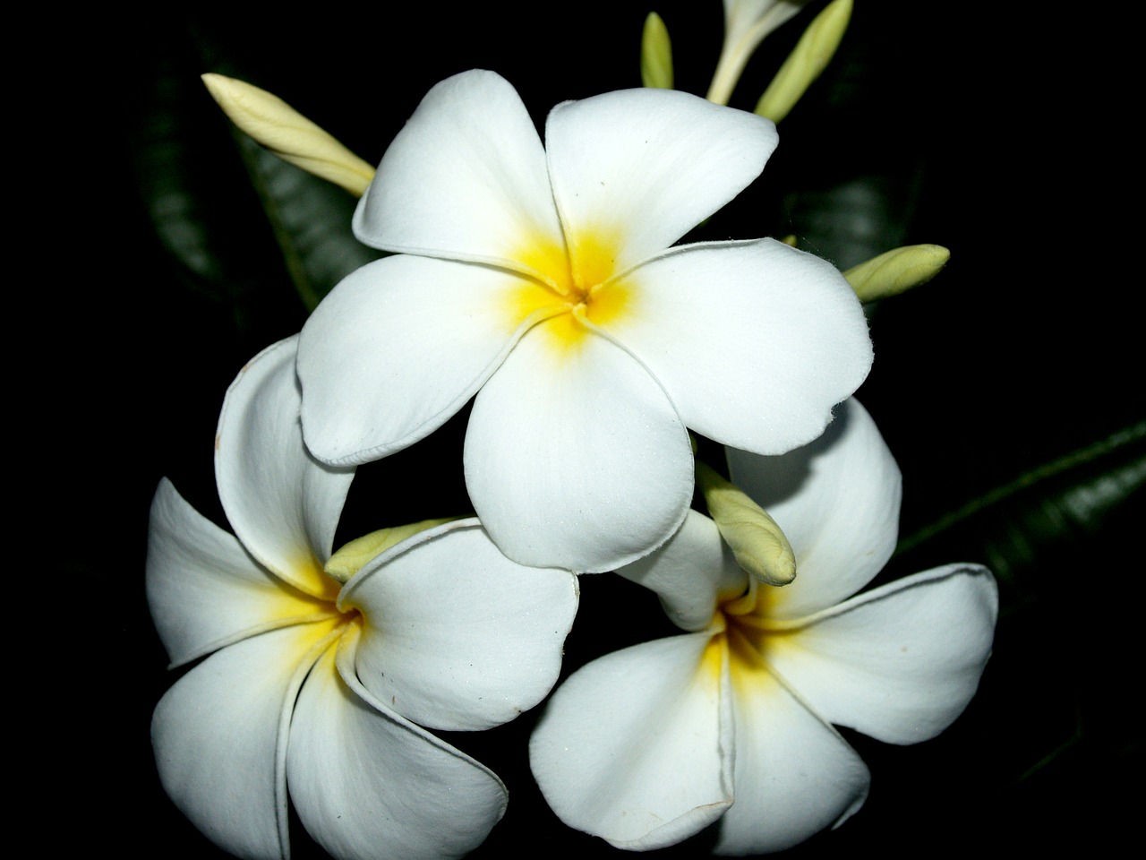 Image - plumeria closeup tree decoration