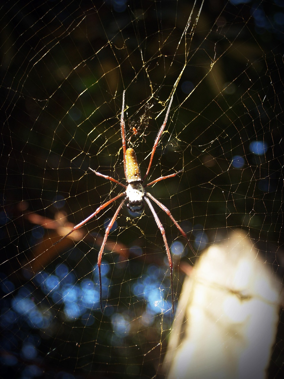 Image - spider arthropod closeup underbrush