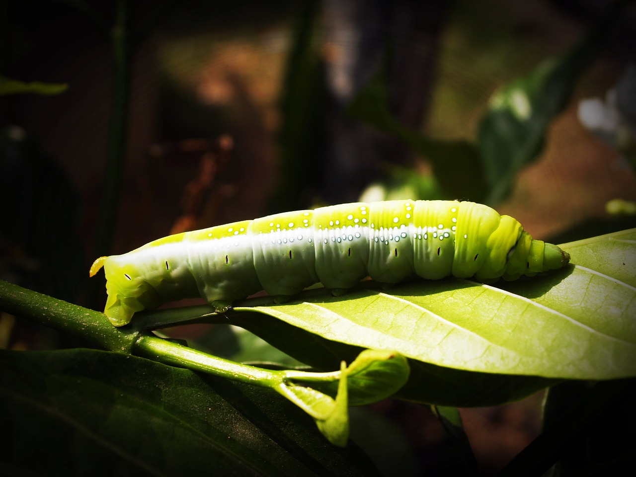 Image - green worm closeup wallpaper tree