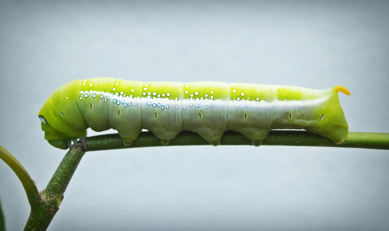 Image - green worm closeup wallpaper tree