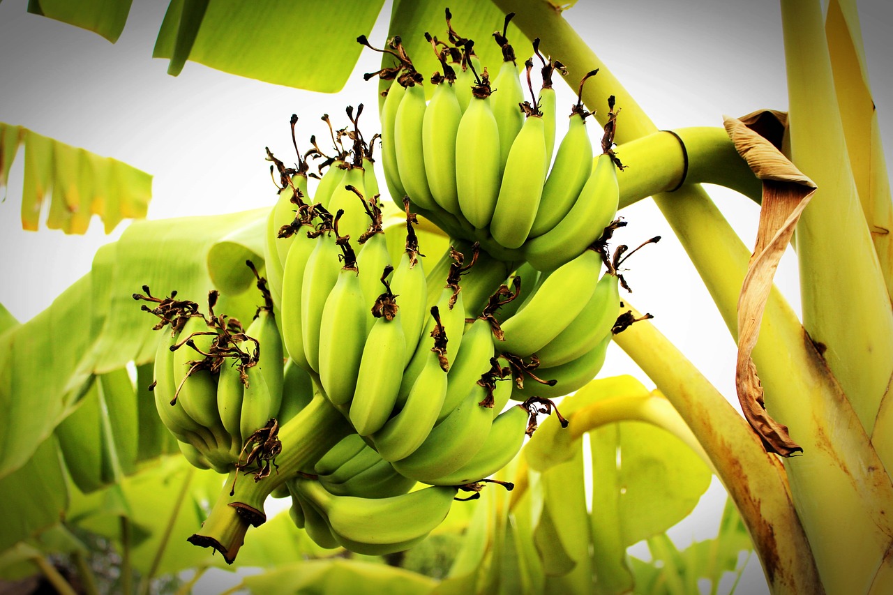 Image - banana tree green forest plant