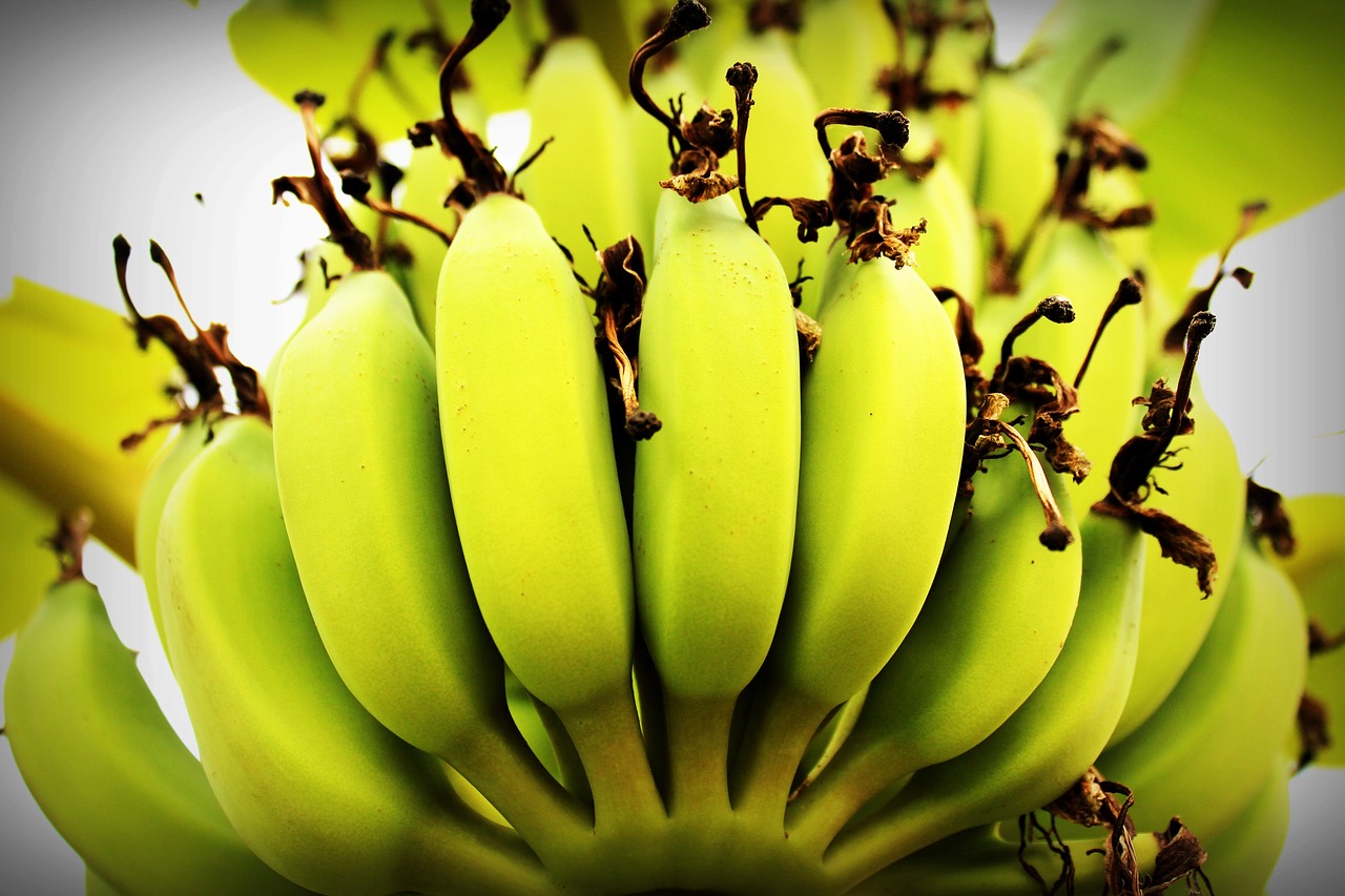 Image - banana tree green forest plant