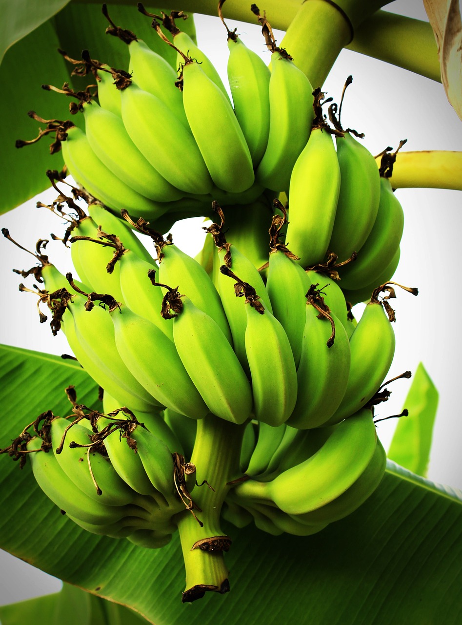 Image - banana tree green forest plant