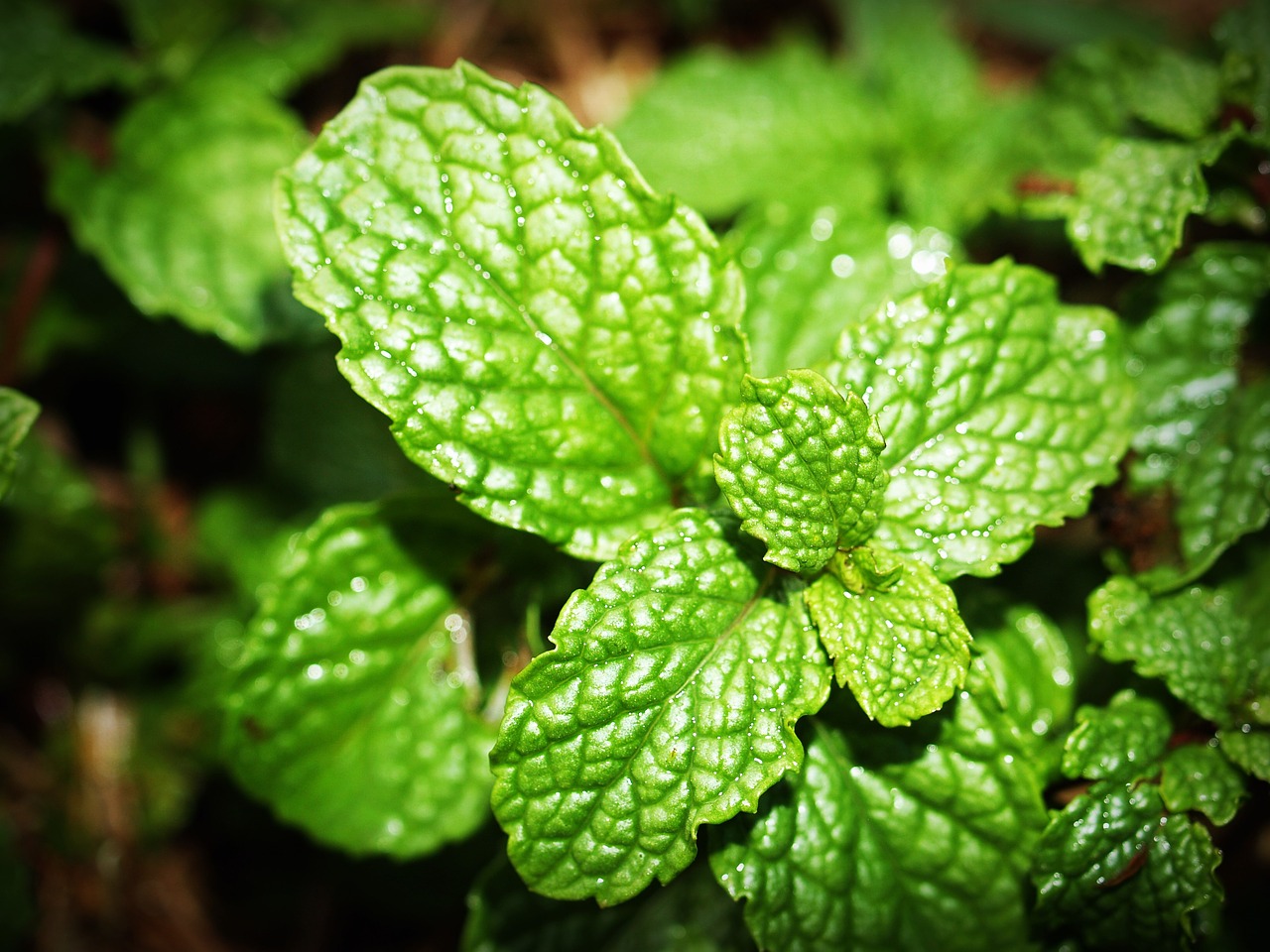 Image - mint leaf menthol herb peppermint