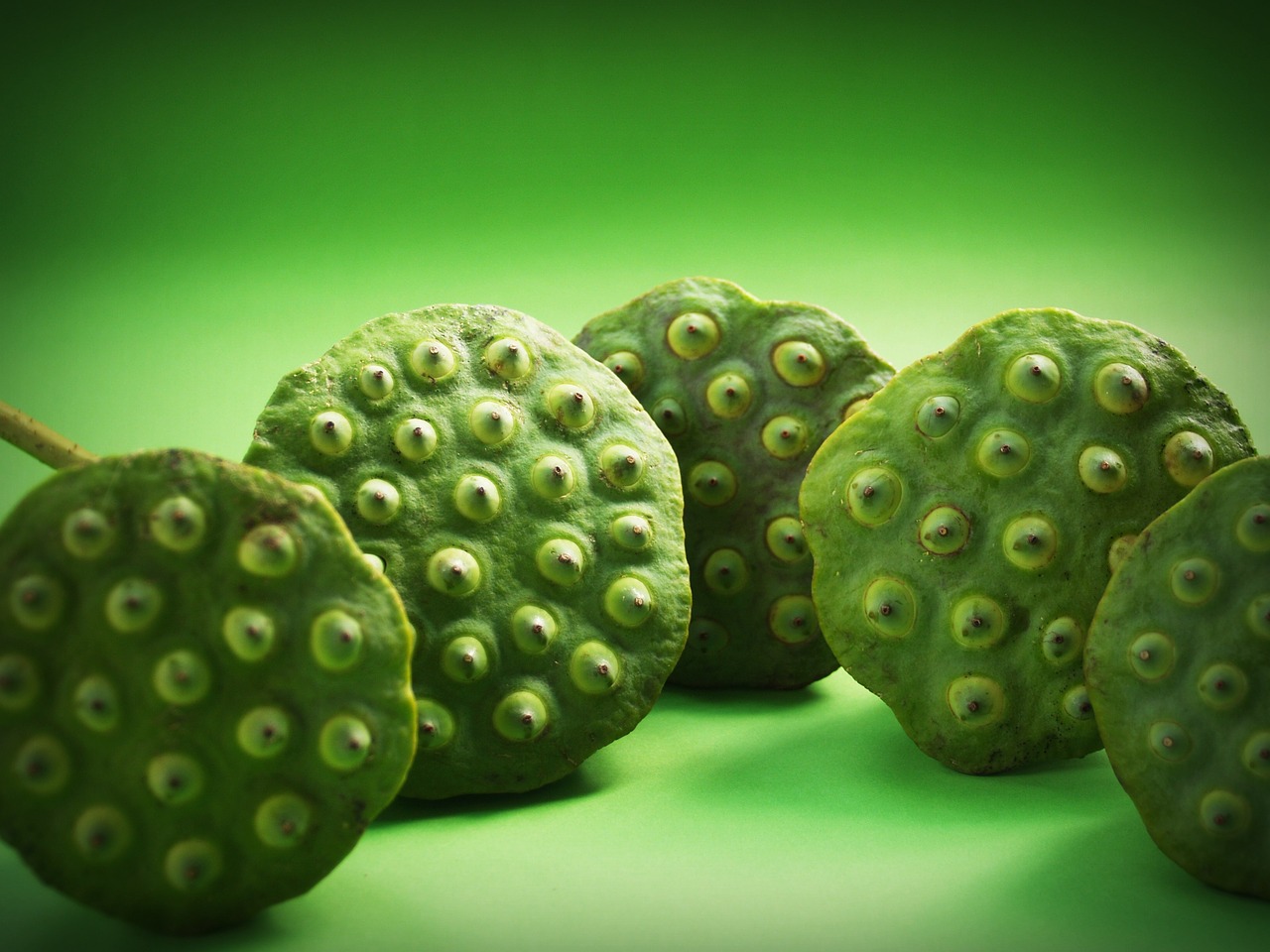Image - lotus seed flower leaf pod indian