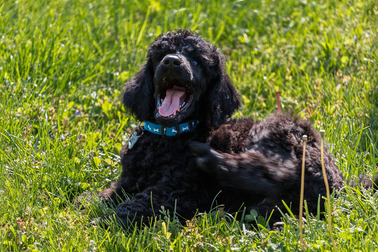 Image - standard poodle puppy yawn