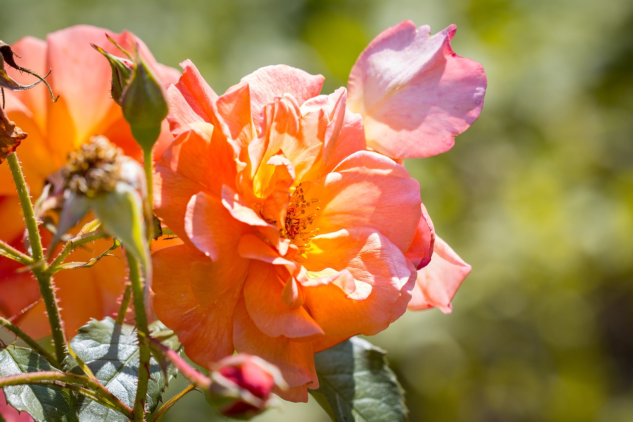 Image - roses blossom bloom orange