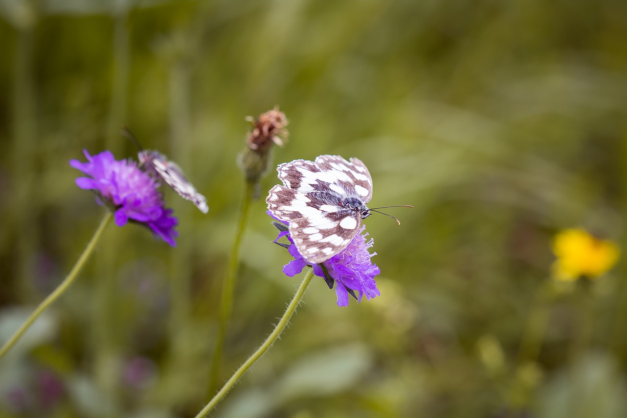 Image - meadow flower meadow colorful