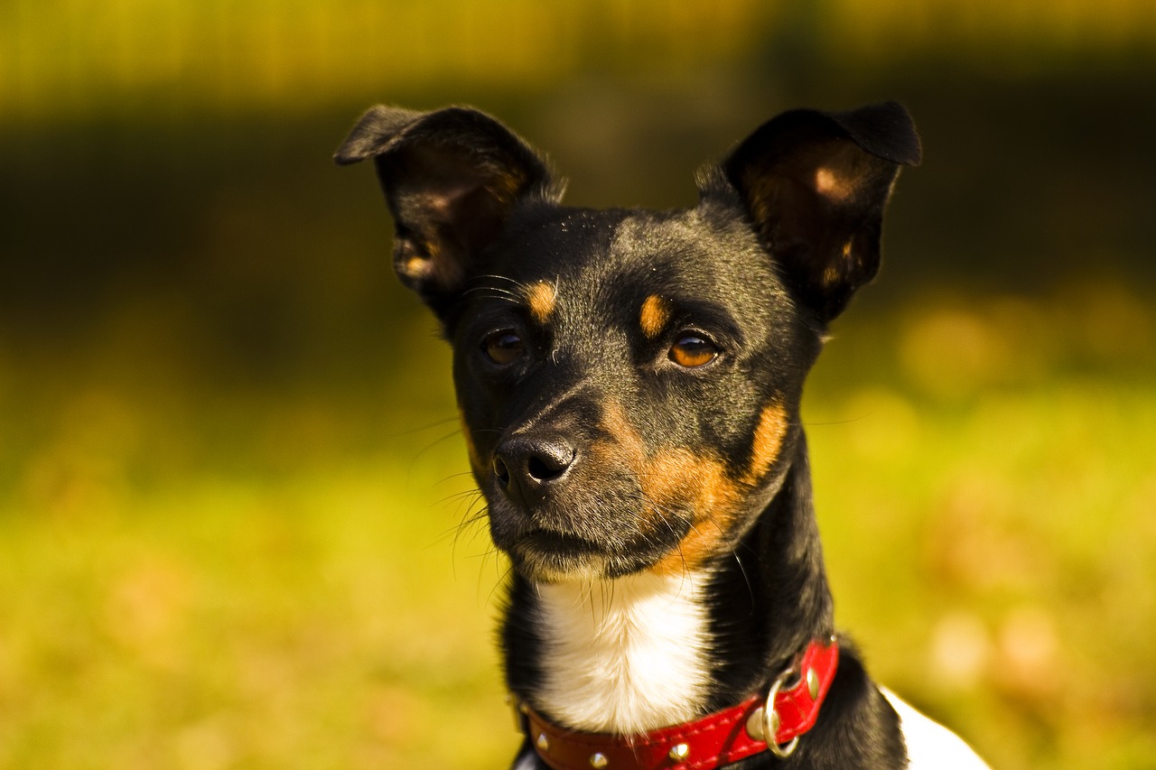 Image - dog doggy hunting dog hundeportrait