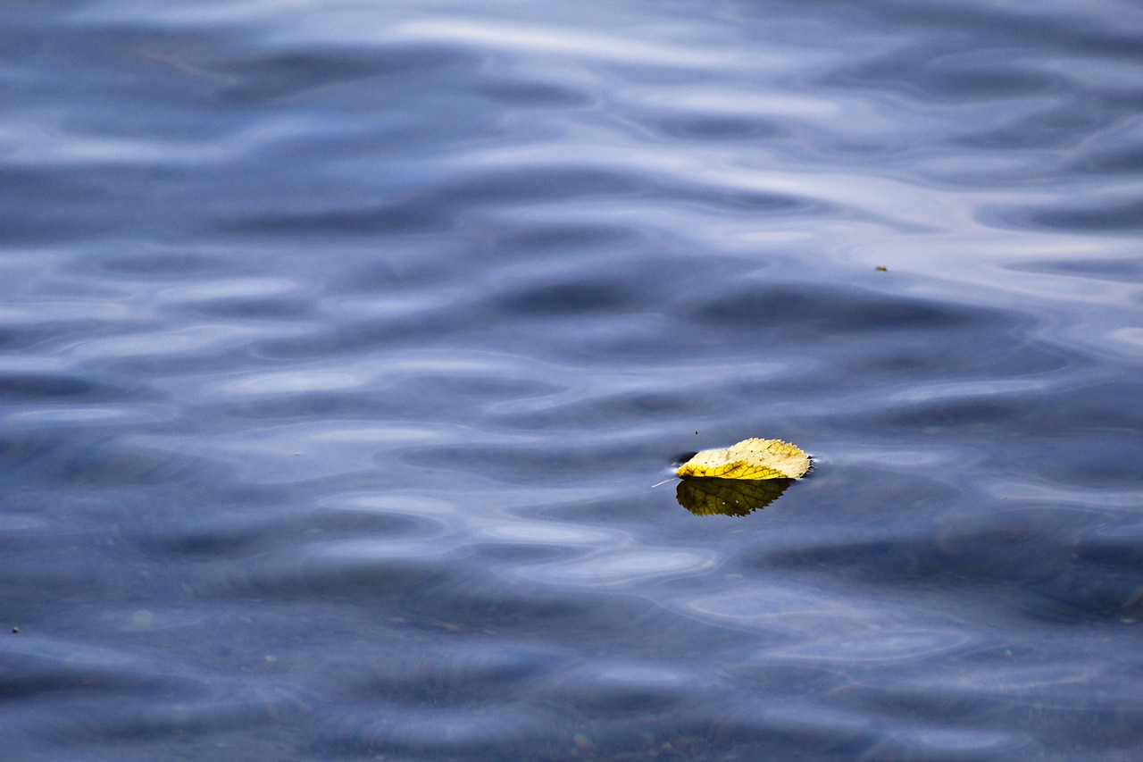 Image - lake water sheet in the water leaf