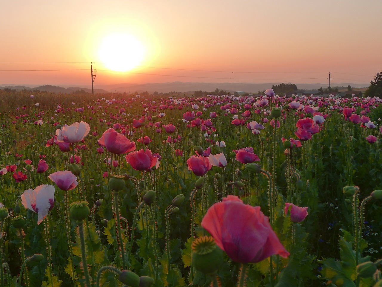 Image - thriving mohnfeld sunset summer