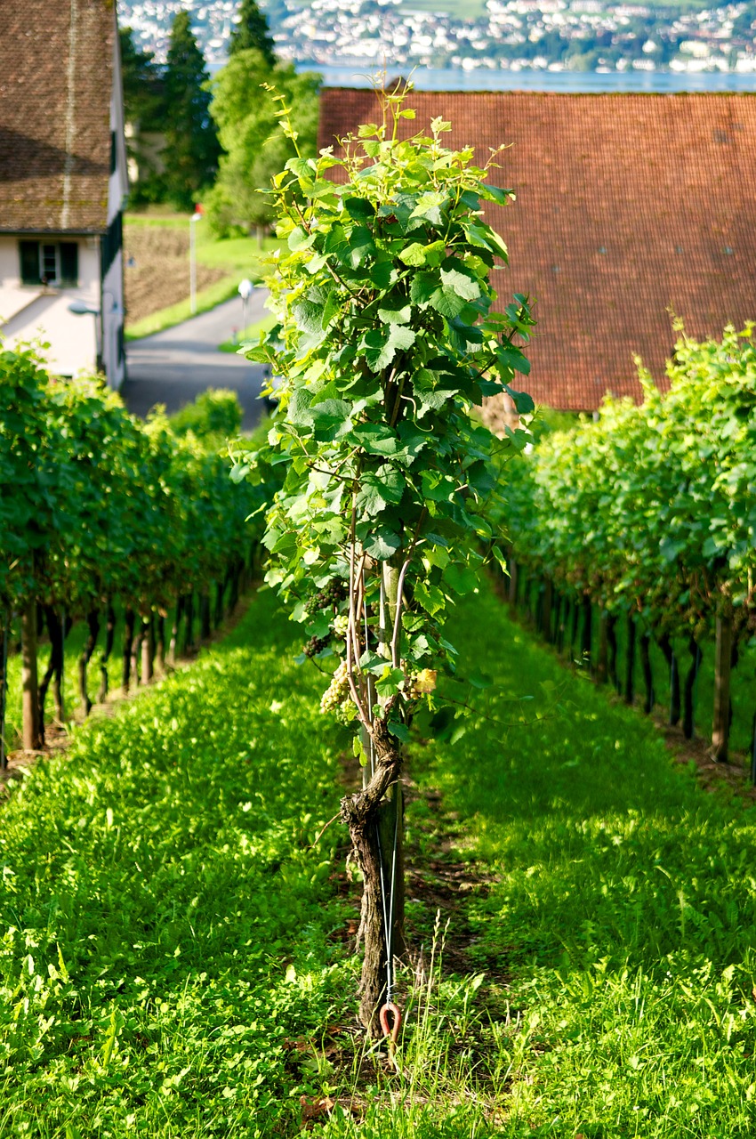 Image - wine grape vine zurich white wine