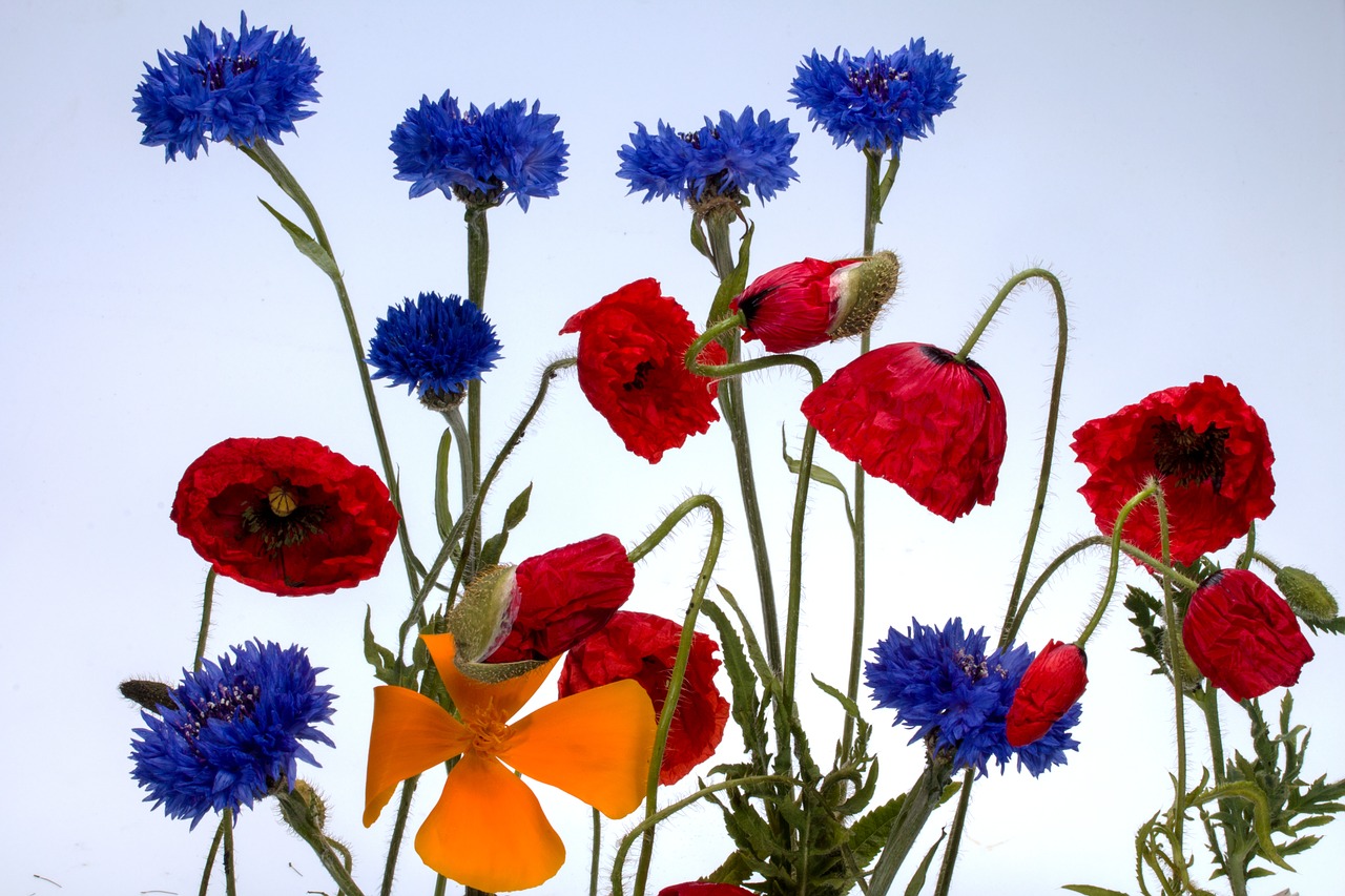 Image - cornflowers klatschmohn poppy flower
