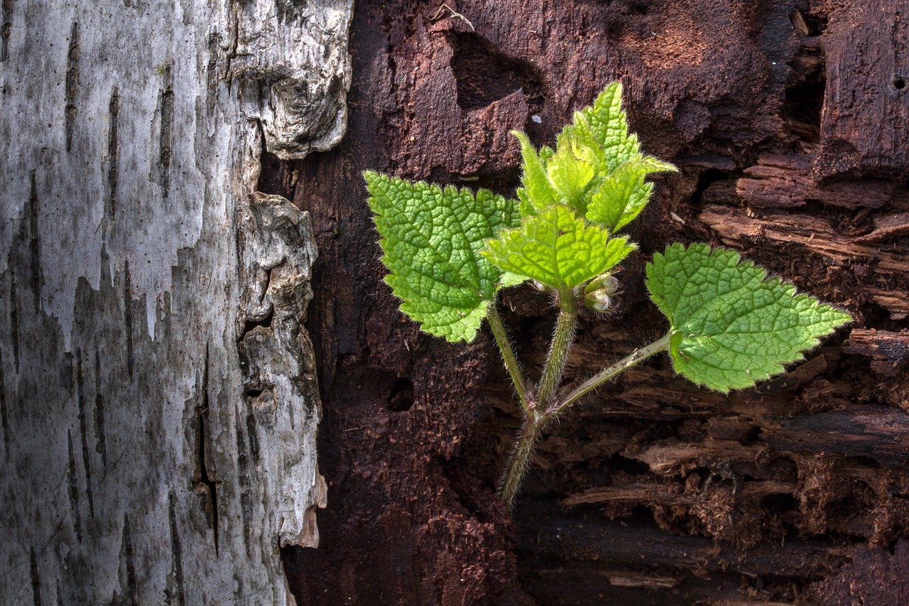 Image - spring bark plant close forest