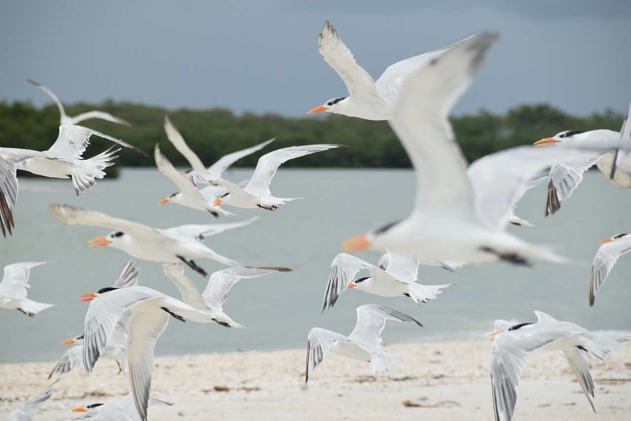 Image - birds sand flight beach sea