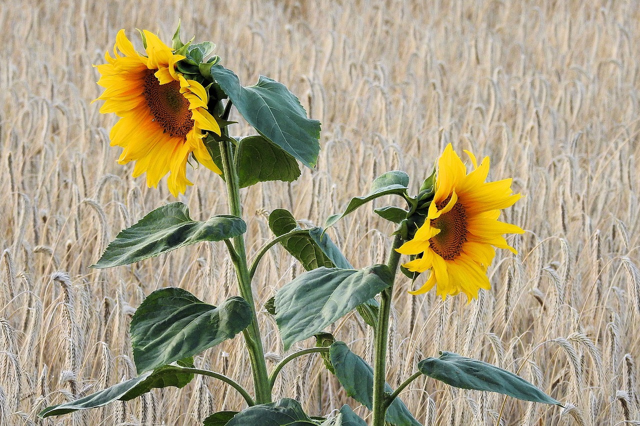 Image - sunflower field cornfield summer