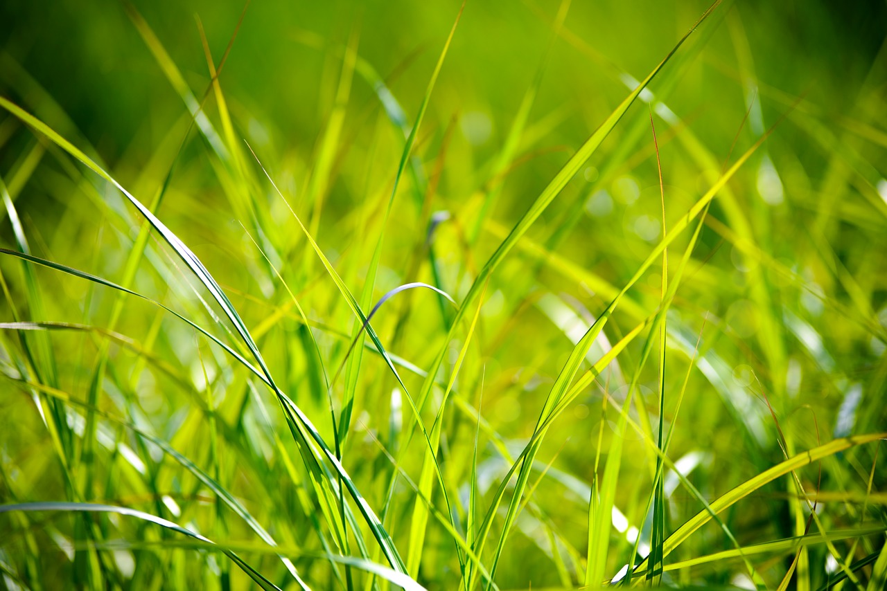 Image - grass field the background the sun