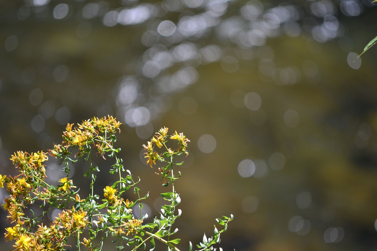 Image - yellow flower water wild weed