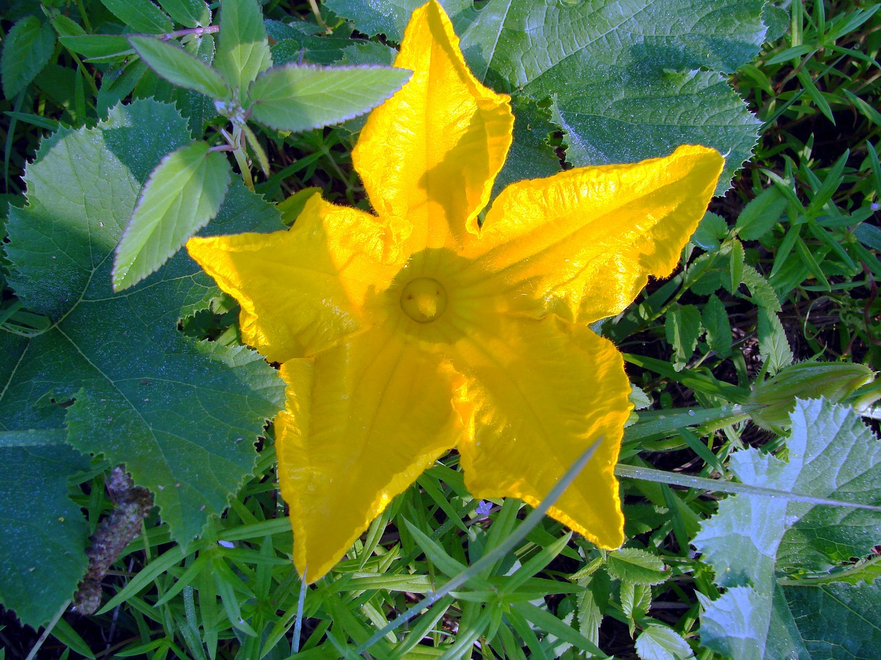 Image - squash flower yellow cucurbita