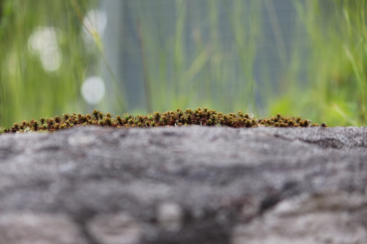 Image - photographic background moss nature