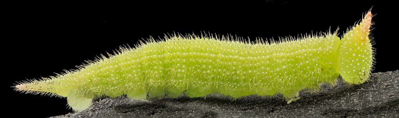 Image - caterpillar greenescent larva