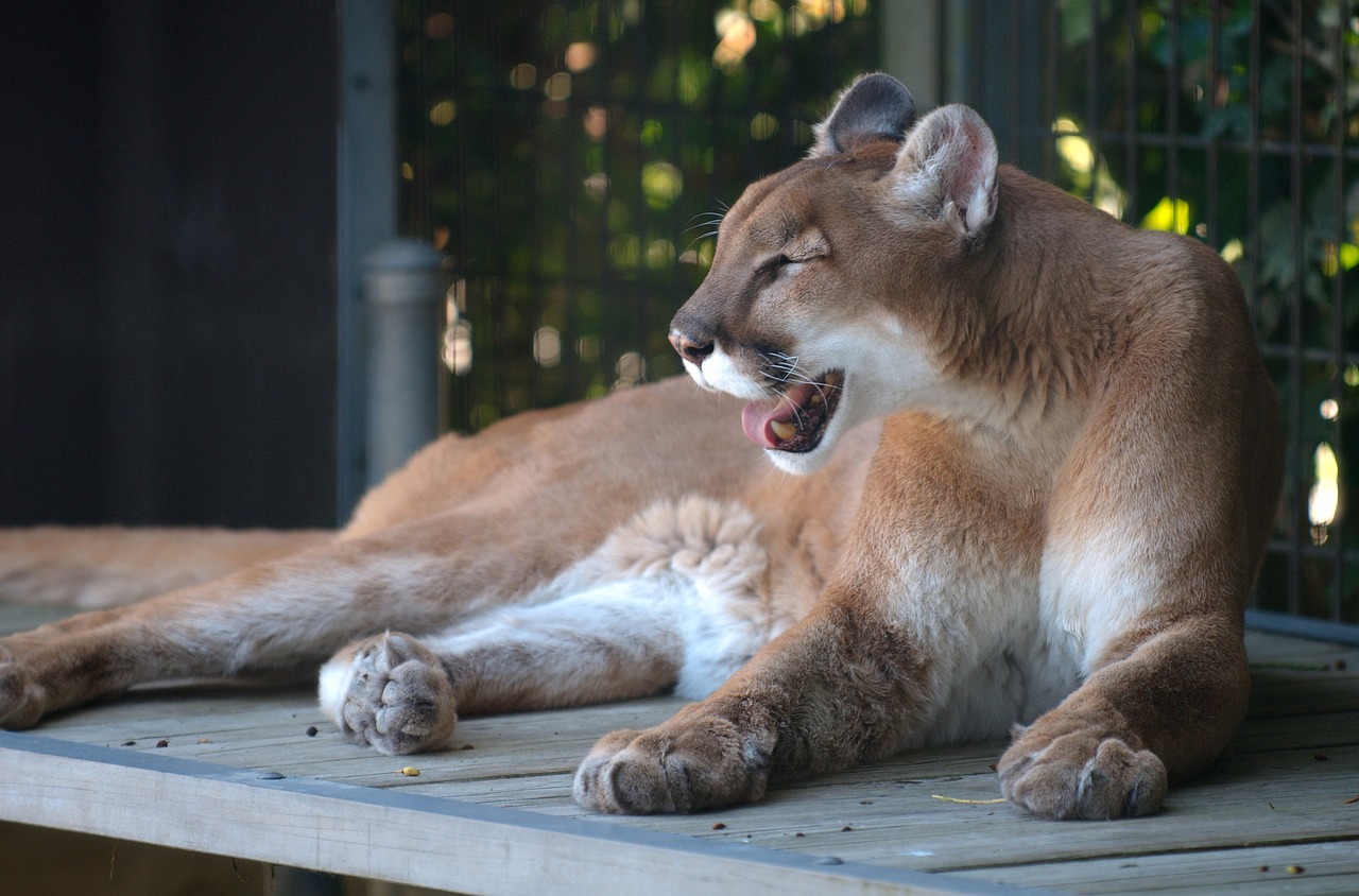 Image - cougar puma mountain lion predator