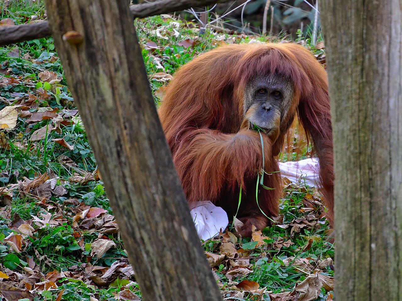 Image - orangutang primate ape orangutan