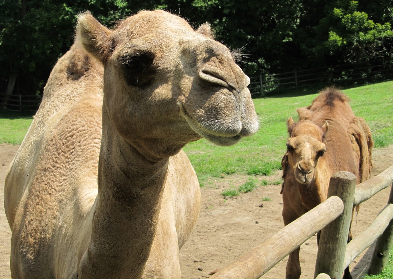 Image - camel mother baby dromedary