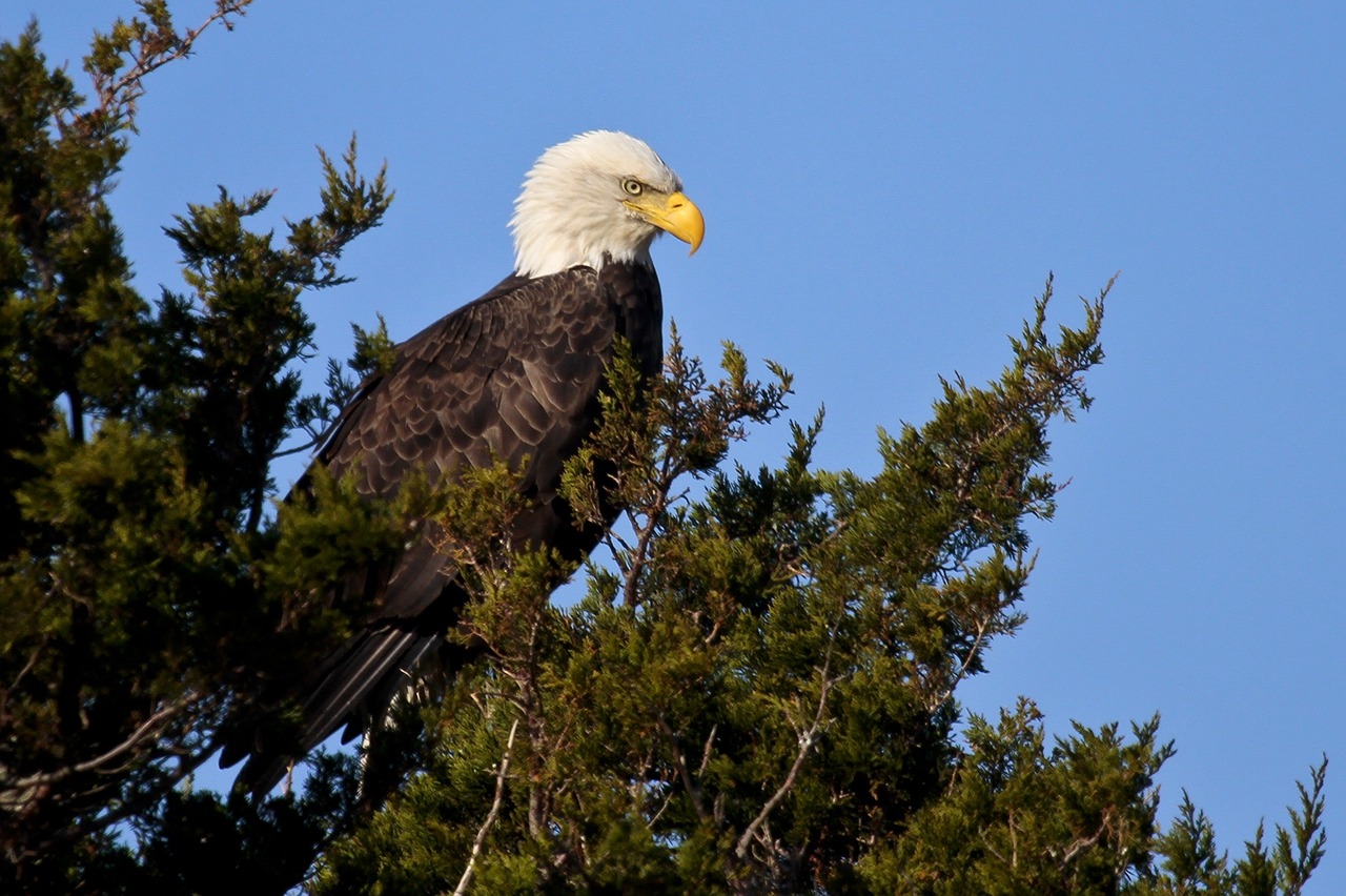 Image - bald eagle perched raptor bird