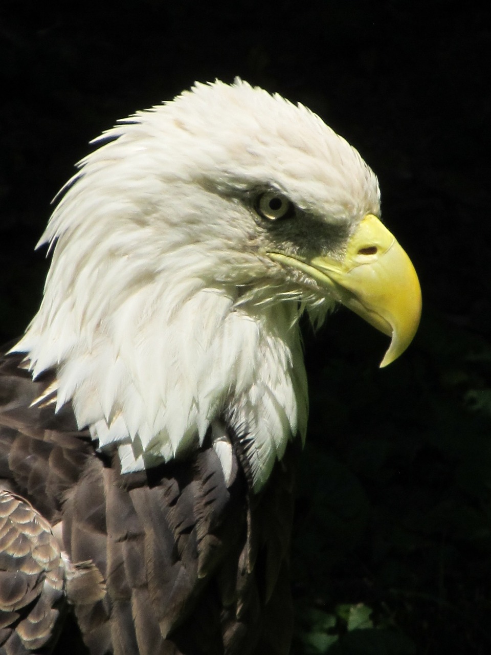 Image - bald eagle close up bird wildlife