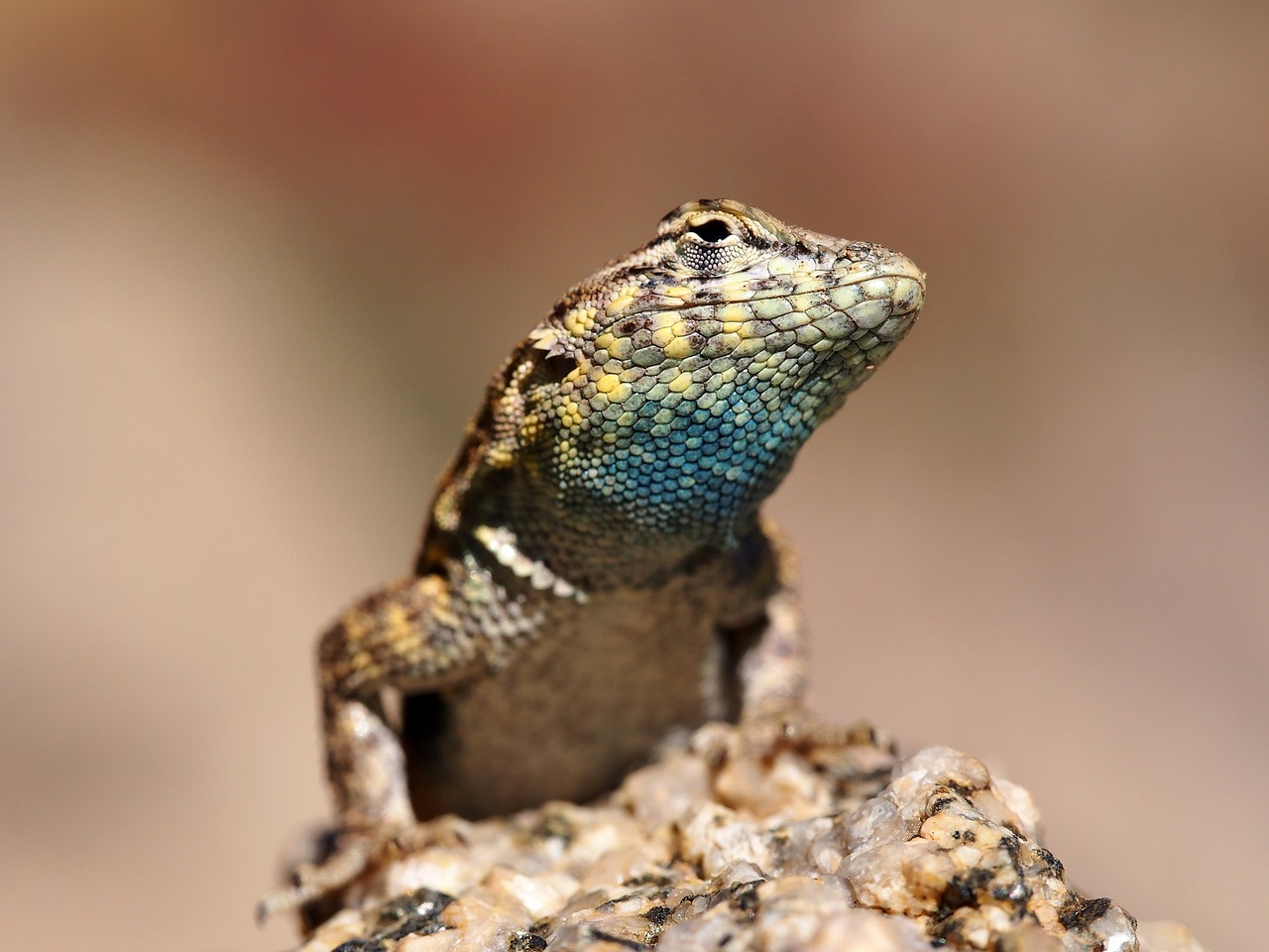 Image - side blotched lizard head macro