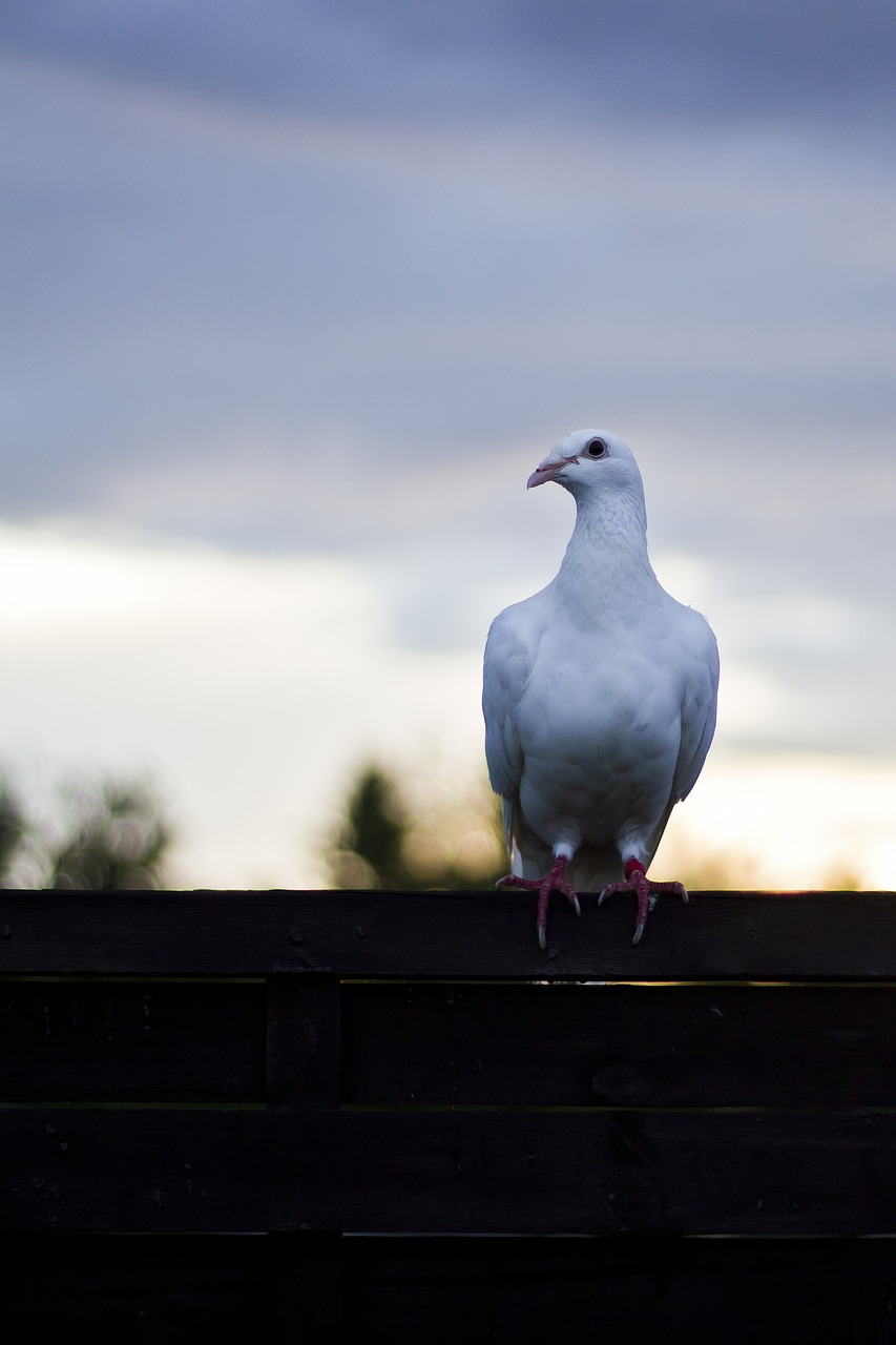 Image - dove bird dove on fence animal