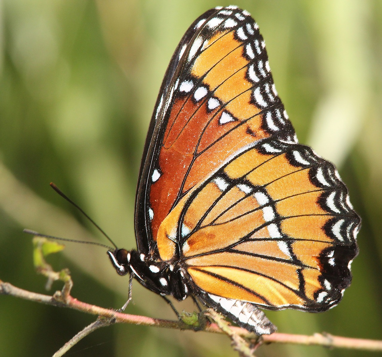 Image - viceroy butterfly plant insect