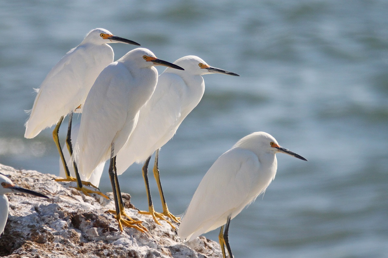 Image - snowy egrets birds wildlife nature