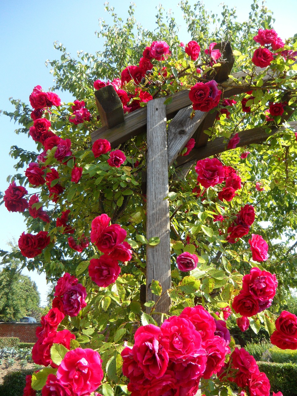Image - garden roses climbing roses