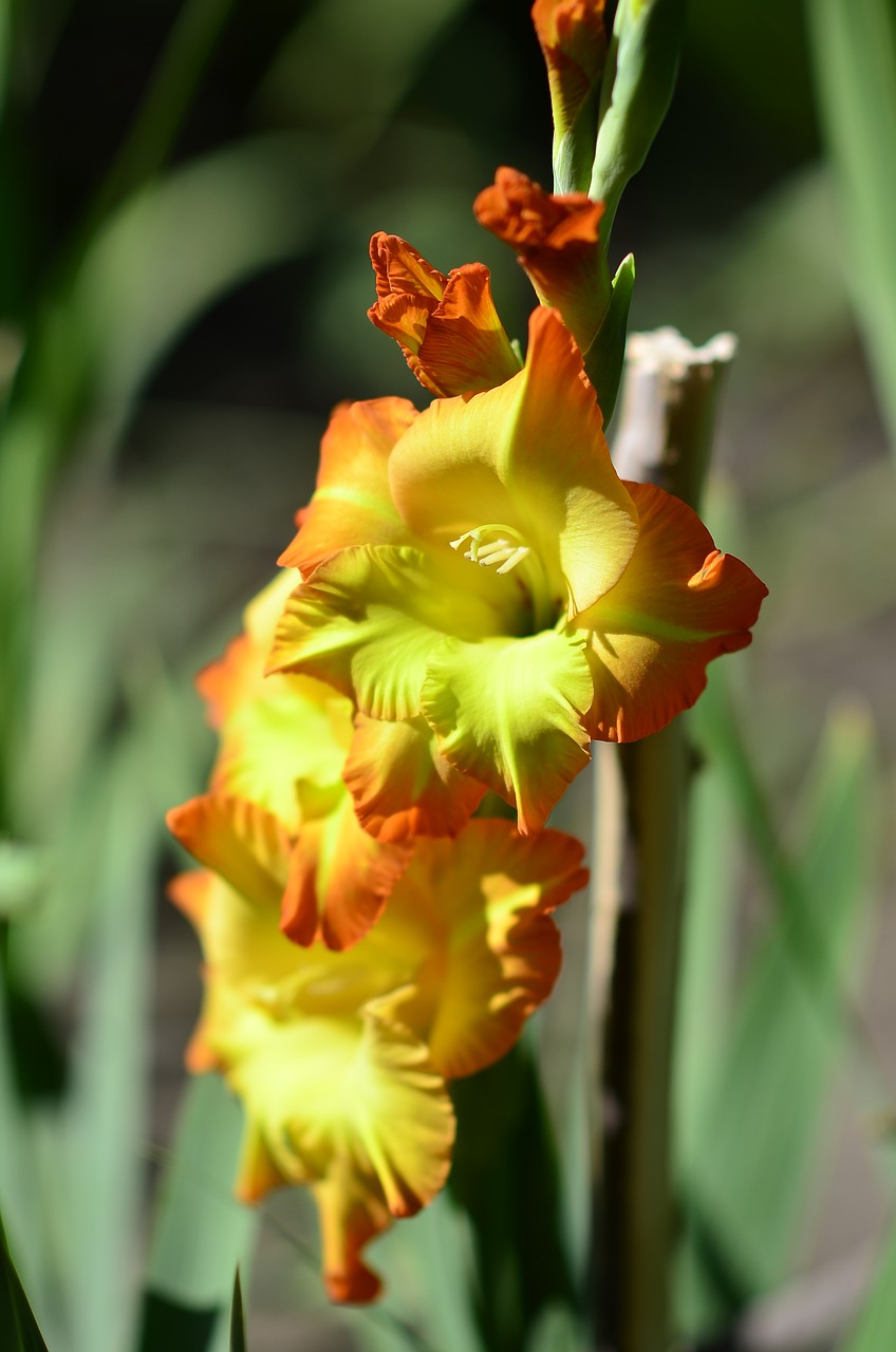 Image - yellow gladiolus flower nature