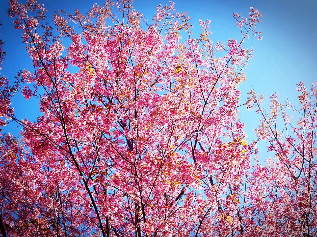 Image - sakura blossom prunus cerasoides