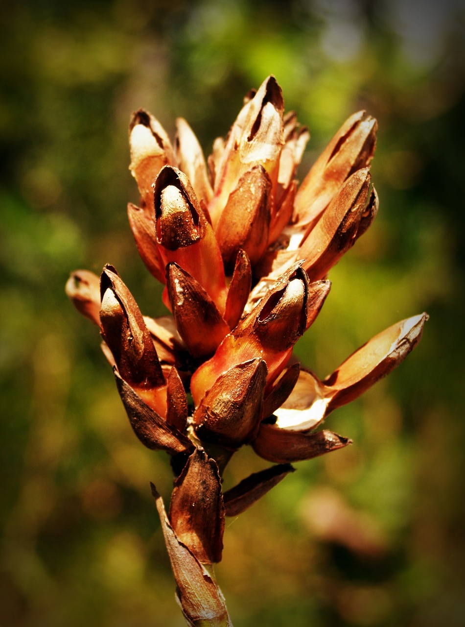 Image - dry flower field wild outdoor