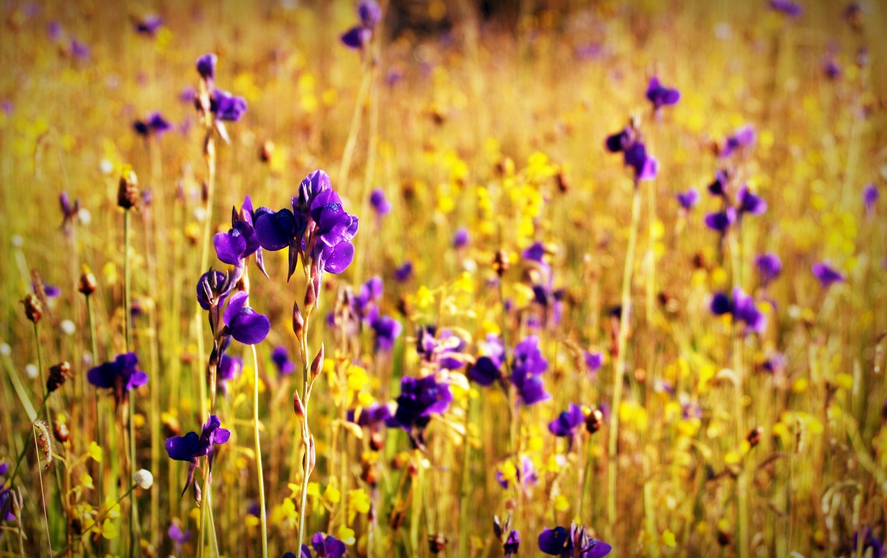 Image - flower field wild outdoor closeup