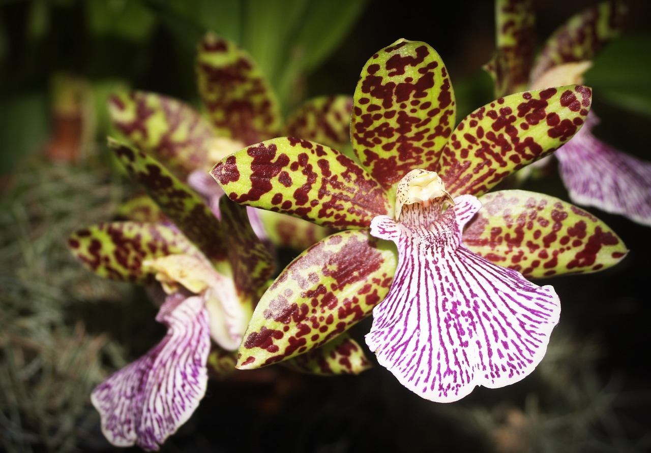 Image - flower orchid tropical white green