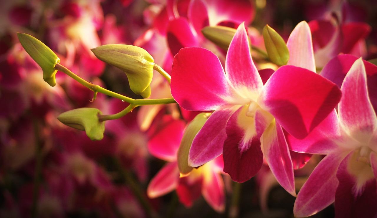 Image - flower orchid tropical white green