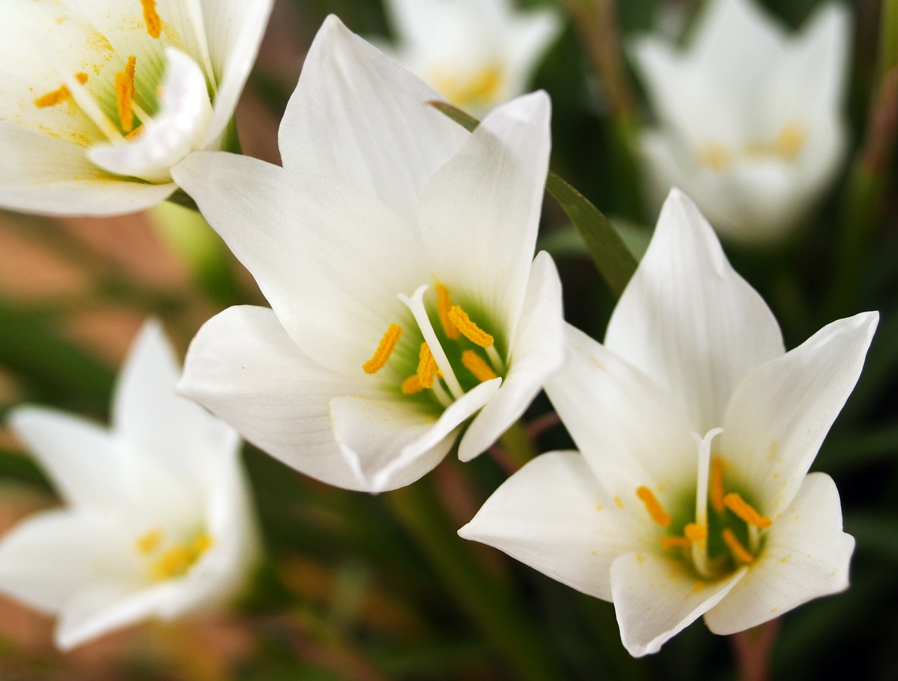 Image - flower orchid tropical white green