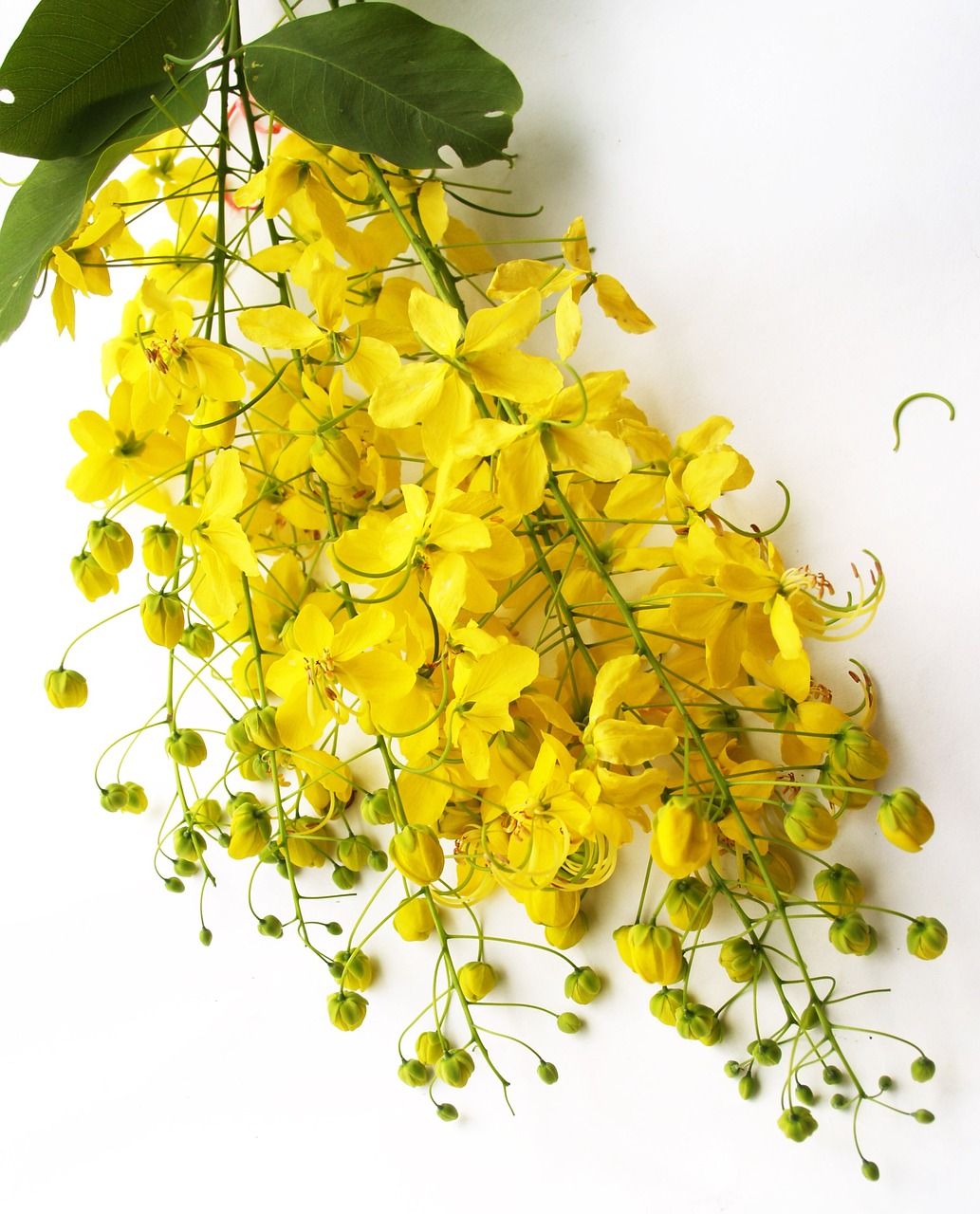 Image - cassia shower golden tree white